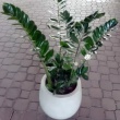 Замиакулькас