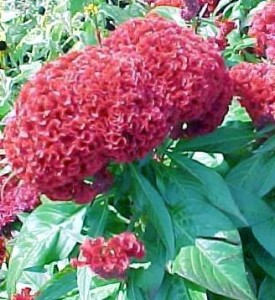 Celosia Argentea Cristata
