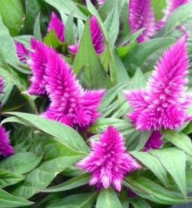 Celosia Argentea Plumoza