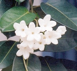 Стефанотис