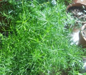 Аспарагуса Шпренгера Asparagus densiflorus sprengery 
