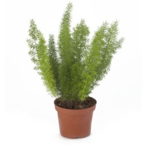 Аспарагус Мейера Asparagus meyeri