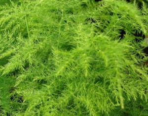 Аспарагус перистый Asparagus plumosus
