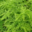 Аспарагус перистый Asparagus plumosus