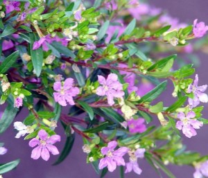 Куфея иссополистная Cuphea recurvata