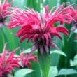 Монарда