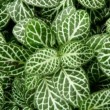 Fittonia argyroneura
