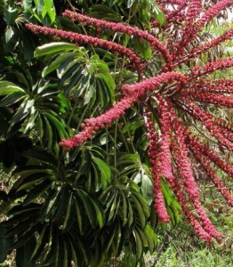 Шеффлера лучелистная (звездчатая) Schefflera actinophylla