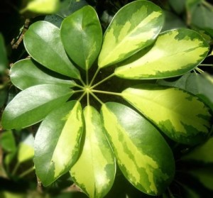 Шеффлера древовидная Schefflera arboricola