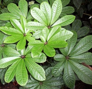 Шеффлера пальчатая Schefflera digitata