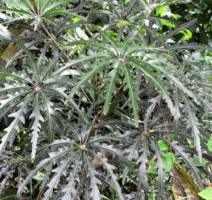 Шеффлера изящнейшая Schefflera elegantissima