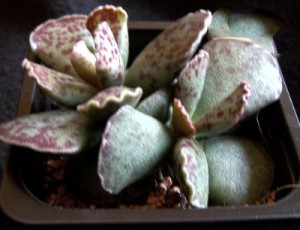 Адромисхус Купера Adromischus cooperi