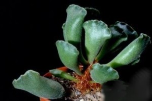 Адромисхус Пельнитца Adromischus poellnitzianus