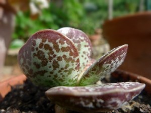 Адромисхус трёхстолбиковый Adromischus trigynus