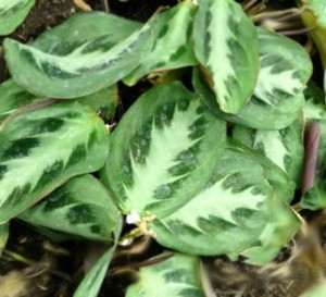 Maranta bicolor маранта двуцветная