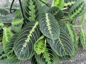 Maranta leuconeura Massangeana маранта беложильчатая Массанжа